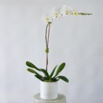 Potted Orchid Plant Delivery Singapore