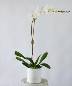 Potted Orchid Plant Delivery Singapore