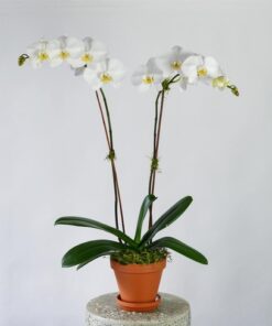 live Orchid Plant Delivery Singapore