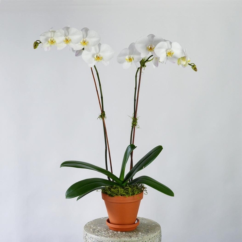 live Orchid Plant Delivery Singapore