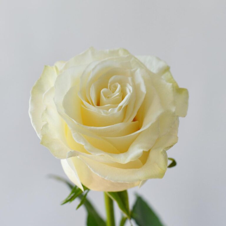 Romance 99 Roses Bouquet From Singapore's Best Florist Noble Florist