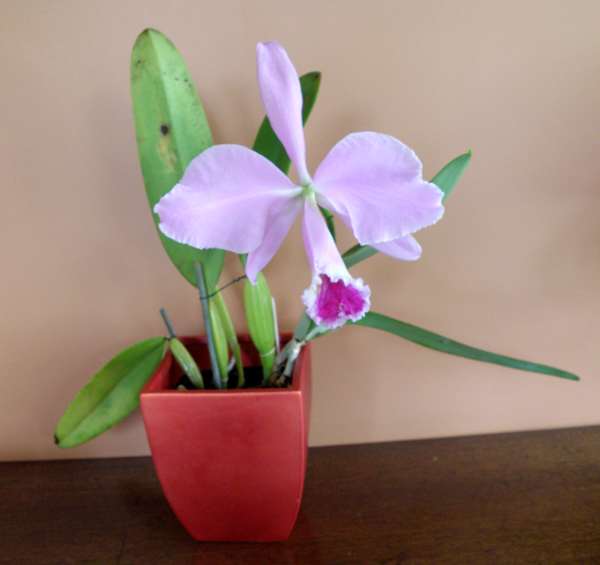 purple cattleya orchid