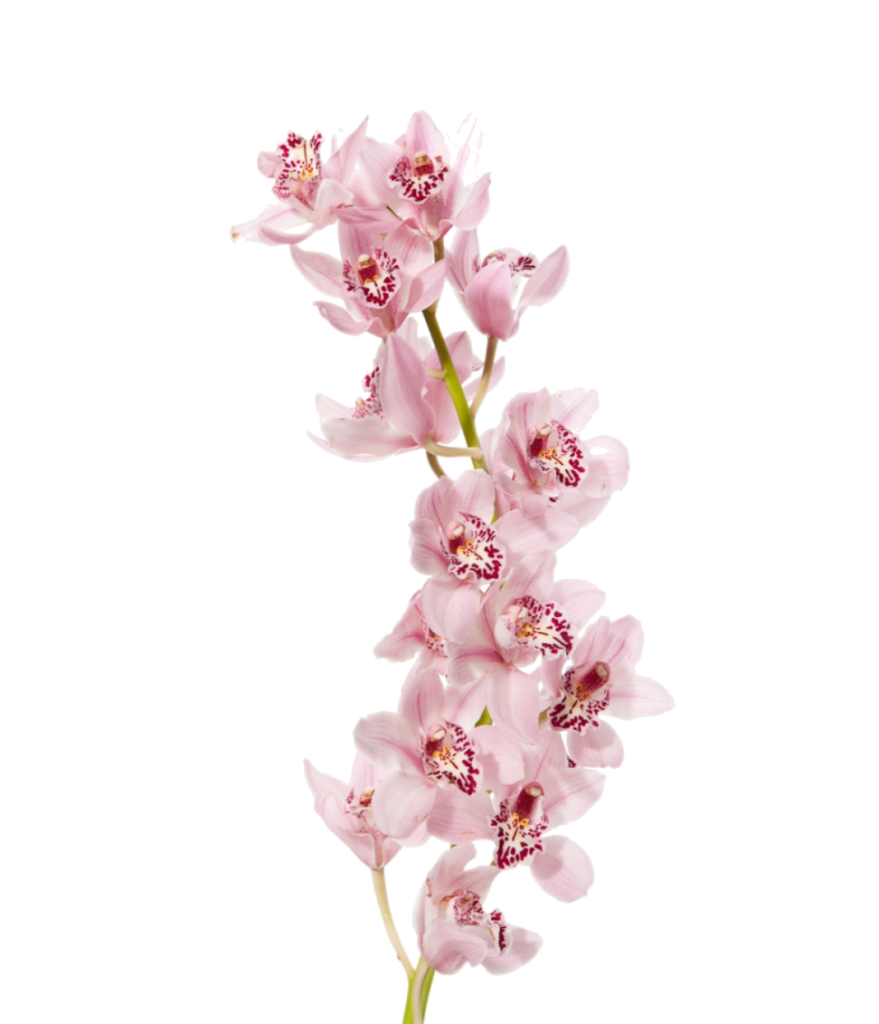 cymbidium orchid sales