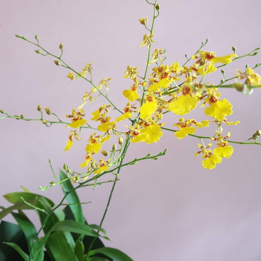 golden shower oncidium orchid