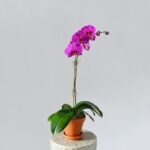 phalaenopsis orchid purple