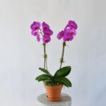 potted phalaenopsis orchid purple 2 stem