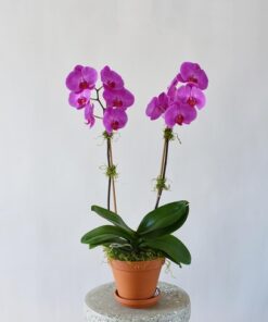 potted phalaenopsis orchid purple 2 stem