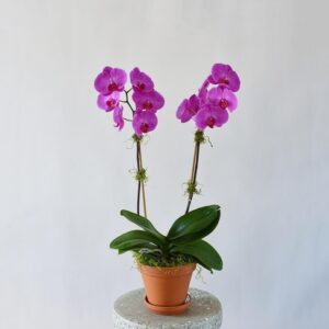 potted phalaenopsis orchid purple 2 stem