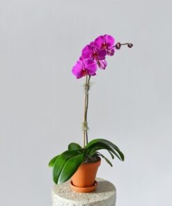 phalaenopsis orchid purple