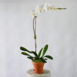 phalaenopsis orchid white