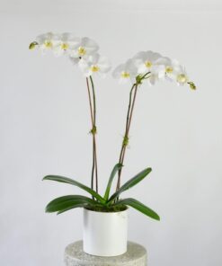 phalaenopsis orchid white 2 stems