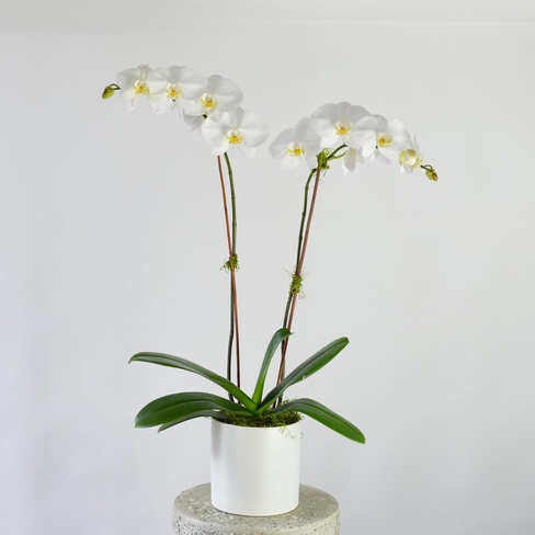 phalaenopsis orchid white 2 stems