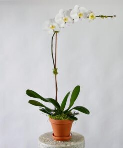 phalaenopsis orchid white