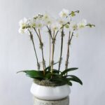 phalaenopsis orchid white 8 stems