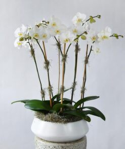 phalaenopsis orchid white 8 stems