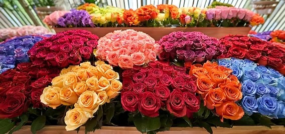 rose colour meaning in Singapore